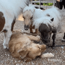 Smelling Golden Retriever GIF - Smelling Golden Retriever Ponies GIFs