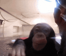 a close up of a chimpanzee 's face with a person behind it