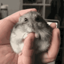 Hamster Finger GIF