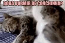 Dormir De Conchinha / Gatinhos / Casal / Namorados . GIF - Spoon Spoon Me Cats GIFs