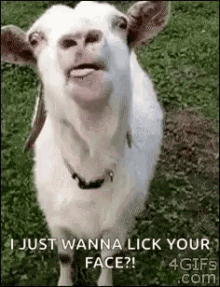 Goat Lick GIF - Goat Lick Taste GIFs