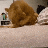 a cat is scratching itself on a bed in a room .