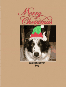 Louie The River Dog GIF