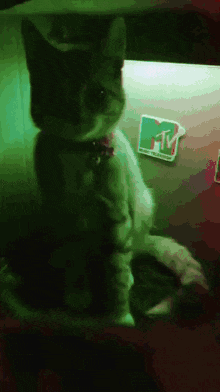 Cat Rave GIF - Cat Rave Party GIFs