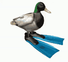 Duck Spin GIF - Duck Spin GIFs