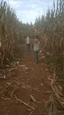 Corn Maze Trail GIF - Corn Maze Trail Farm GIFs