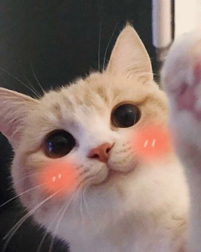 Cute Cat Kitten Bite GIF - CuteCat KittenBite BiteMyLip - Discover