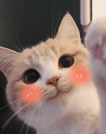 Cute Kitten Cute GIF - Cute Kitten Cute Kitten GIFs