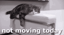 Not Moving Doing Nothing GIF - Not Moving Doing Nothing Lazy GIFs