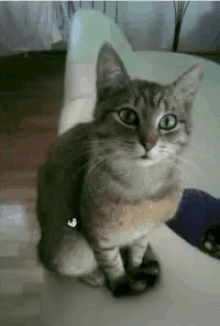 Cats Cat Day GIF