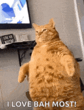 Cat Fat GIF - Cat Fat Fat Cat GIFs