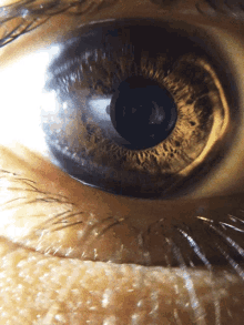 Eye Brown Eye GIF - Eye Brown Eye Close Up GIFs