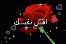 a red rose is surrounded by white hearts and the words " i love you "