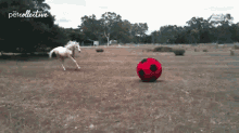 Playing Horse Horse GIF - Playing Horse Horse Soccer Ball GIFs