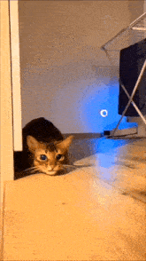 a cat with blue eyes is peeking out of a doorway