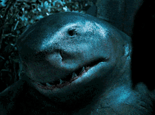 King Shark Shaking Head GIF