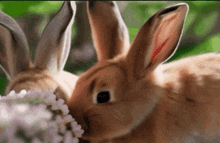 Bunnies Wtf Is Going On GIF - Bunnies Wtf Is Going On GIFs
