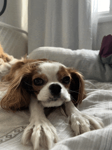 Stretching Dog GIF - Stretching Dog Cute Dog GIFs