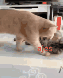 Bajingan Kucing Smell GIF - Bajingan Kucing Smell Cat GIFs