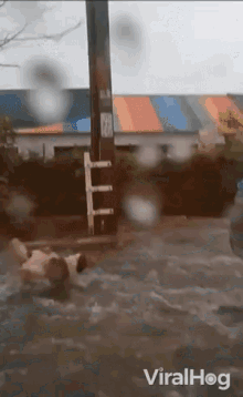 flooding following natural disaster brave dog viralhog