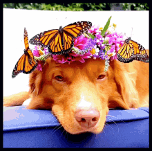 Dog Butterfly GIF - Dog Butterfly Aww GIFs