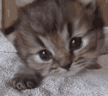 Meow Cat GIF - Meow Cat Cute GIFs