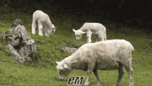 овца овечка животное ем еда трава GIF - Sheep Lamb Animal GIFs