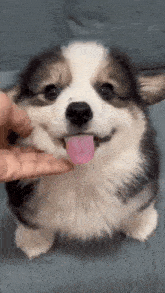 a person is petting a brown and white dog with its tongue out .