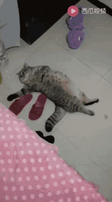 Lazy Cat Lying On The Floor GIF
