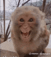 a close up of a monkey 's face with hailuo ai on the bottom right