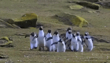 Penguin Penguins GIF - Penguin Penguins Hopping GIFs