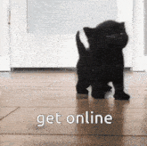 Kitty Cat GIF - Kitty Cat Get Online GIFs