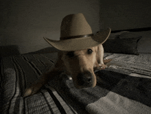 Cowboys Dog GIF