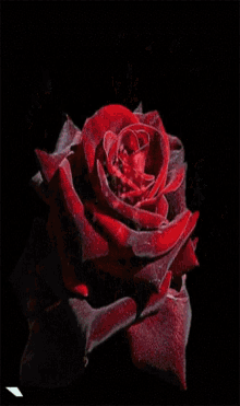 Rose Red Flower GIF - Rose Red Flower Glitter GIFs