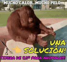 Calor Cabello GIF - Calor Cabello Tijera Para Animales GIFs