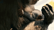 Cuddle Baby Chimp GIF
