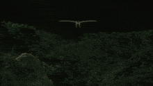 a moth is being attacked by a person with a light coming out of its eyes