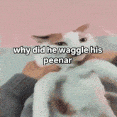 a cat with the words why did he waggle his peenar written on it