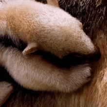 a close up of a sheep 's nose with its eyes closed