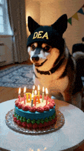 a dog wearing a hat that says dea stands next to a birthday cake