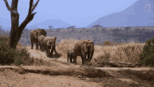 Elephants Running GIF