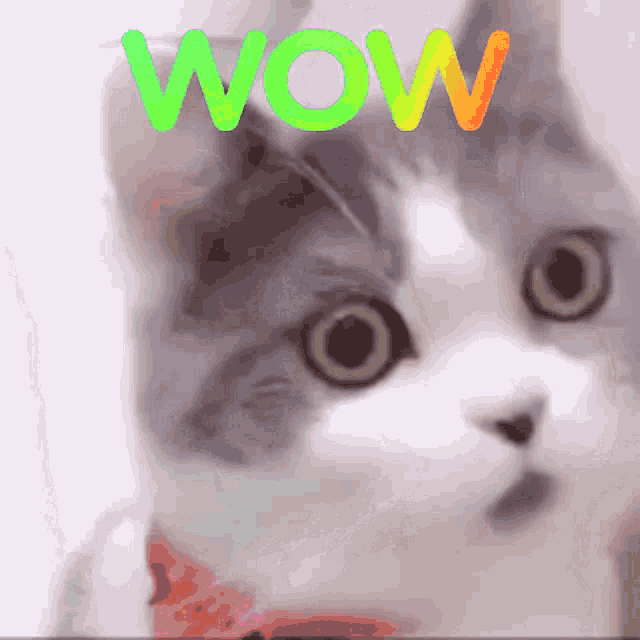 Wow Wow Cat GIF - Wow Wow Cat Cat GIFs