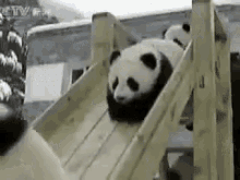 Pandas GIF