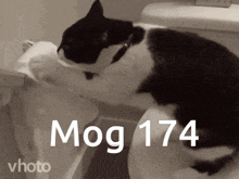 Mog Mogcat GIF - Mog Mogcat Mog 174 GIFs