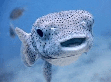 a close up of a puffer fish swimming in the ocean .