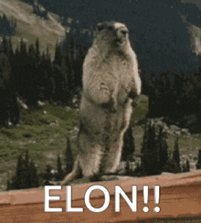 a ground squirrel standing on its hind legs with elon written on the bottom right