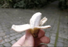 Banana Short GIF - Banana Short GIFs