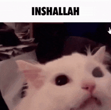Inshallah Cat Cat Inshallah GIF - Inshallah Cat Cat Inshallah Inshallah GIFs
