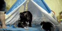 a dog and two kittens are playing in a blue and white teepee