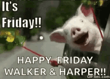 Happy Friday Its Friday GIF - Happy Friday Its Friday Pig GIFs